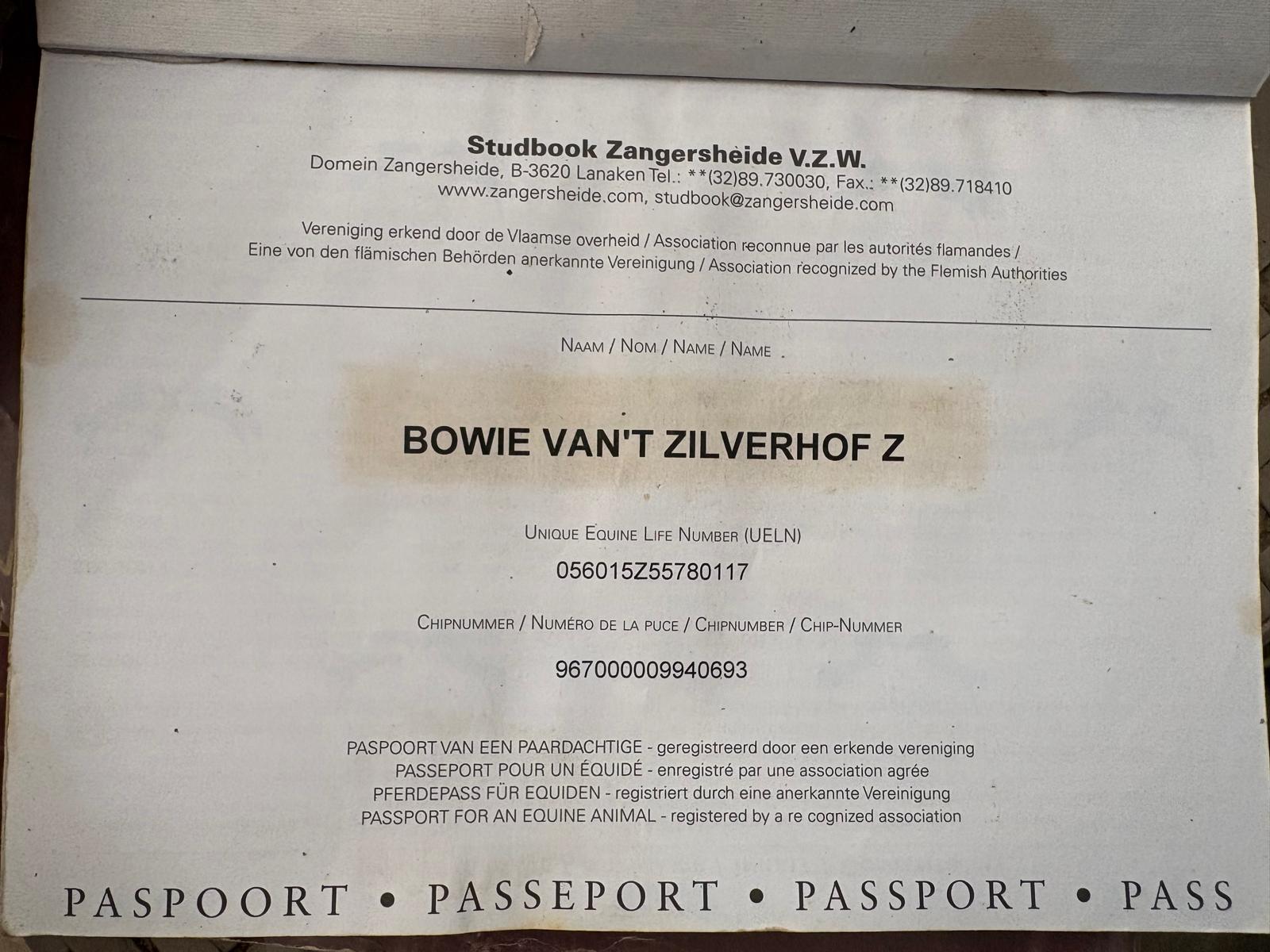 BOWIE VAN’T ZILVERHOF Z