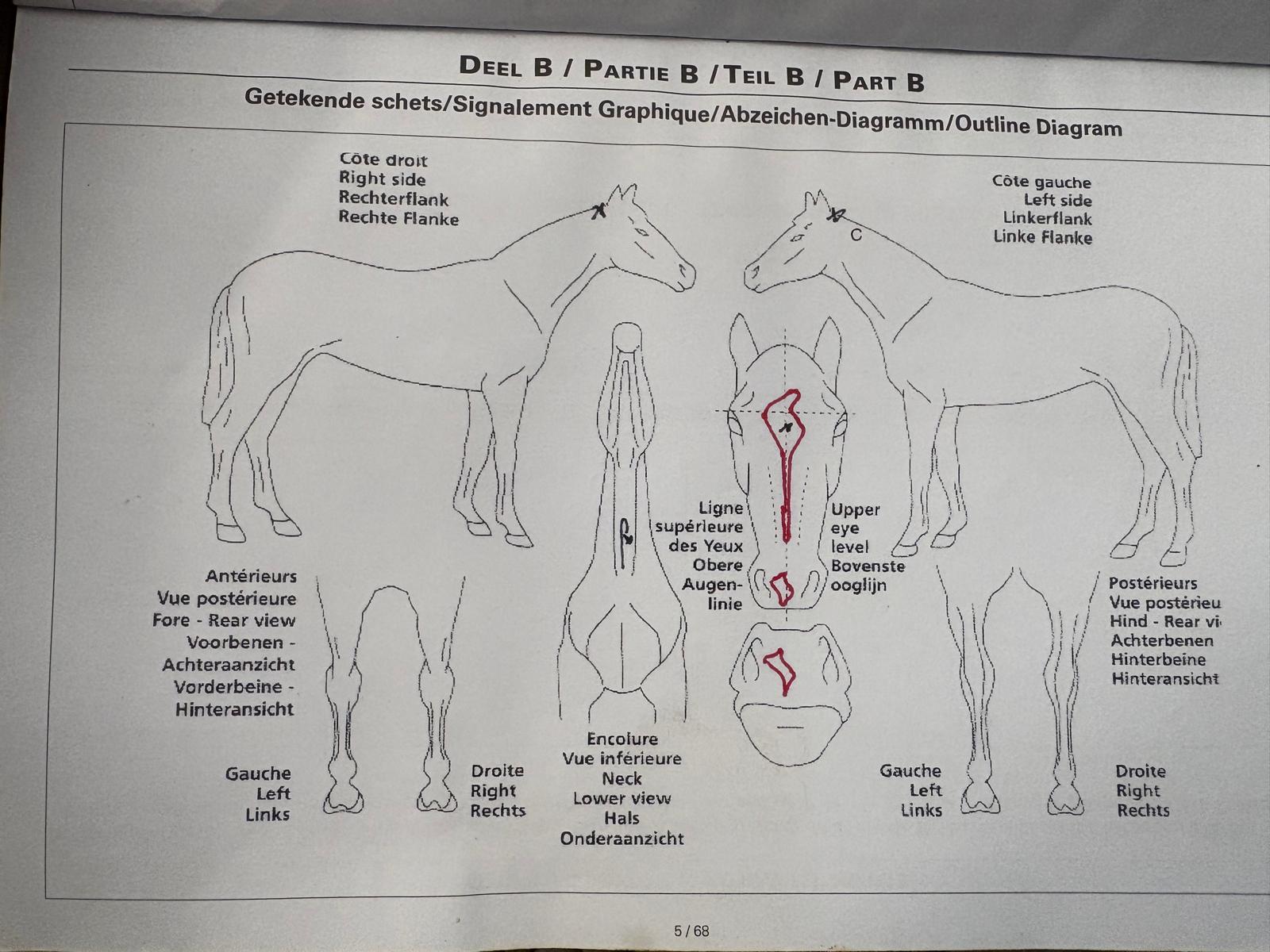 BOWIE VAN’T ZILVERHOF Z