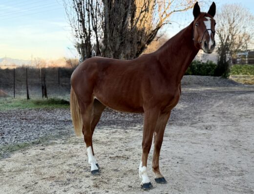 GOLDEMBRY INDEPENDENCE DAY