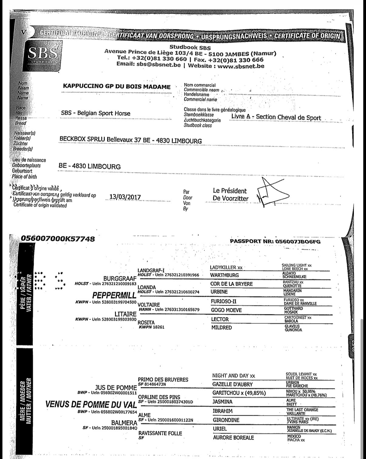 KAPPUCCINO GP DU BOIS MADAME