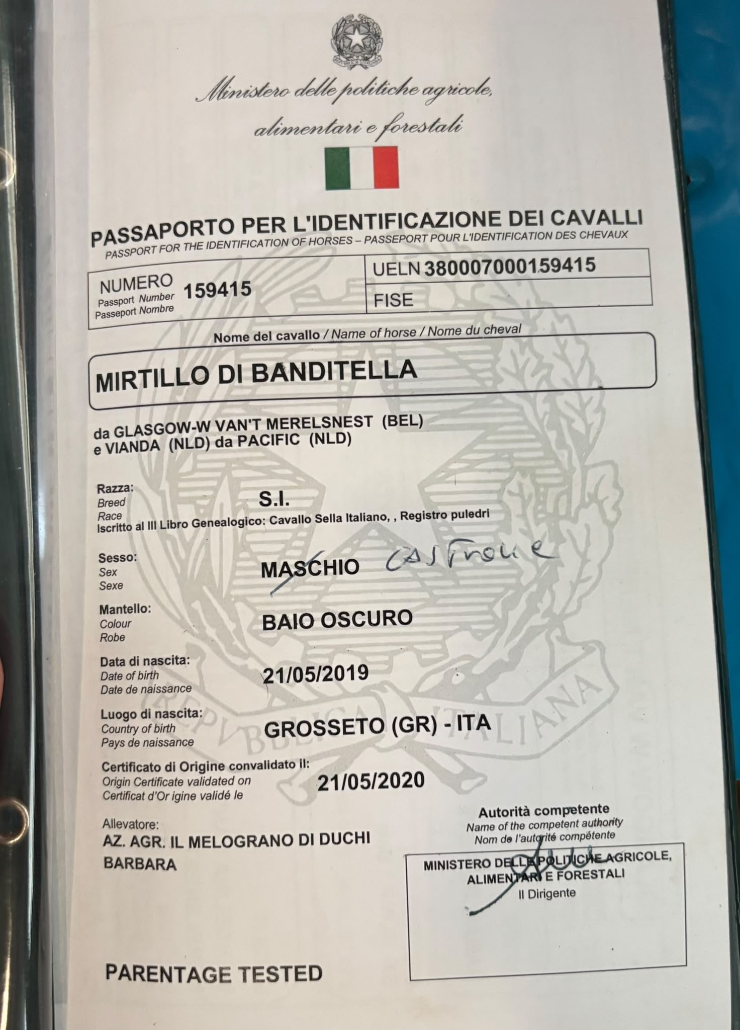 Mirtillo di banditella