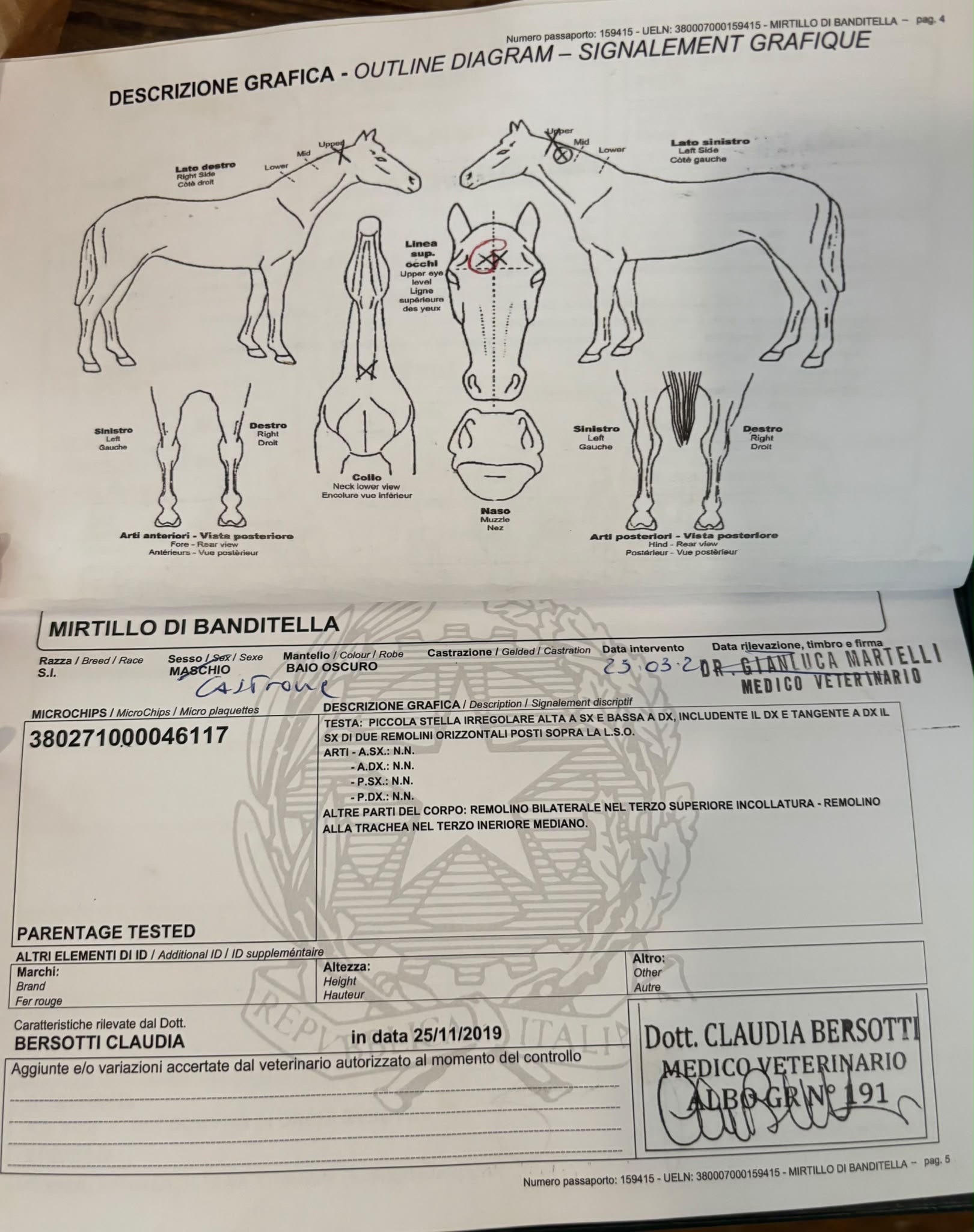 Mirtillo di banditella
